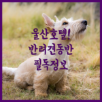 image a21e4650