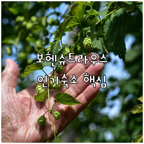 바이에른 보헨슈트라우스 여행 시 머물기 좋은 위치별 인기 숙소 리스트