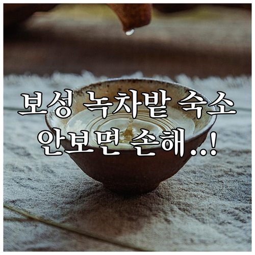 보성 숙소 추천 베스트 5 녹차밭 근처 한옥 펜션과 리조트 비교 분석