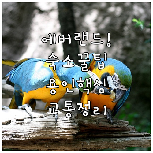 용인 가성비 숙소 5선 에버랜드 여행 숙소 위치 교통 정리
